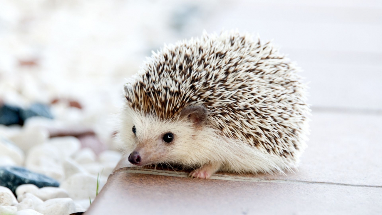 Hedgehog.jpg