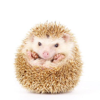 hedgehog.png