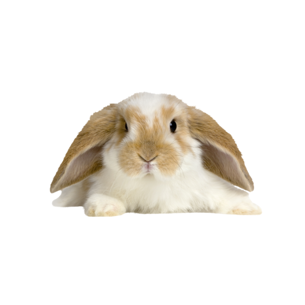 rabbit _2_.png