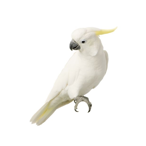 bird _2_.jpg