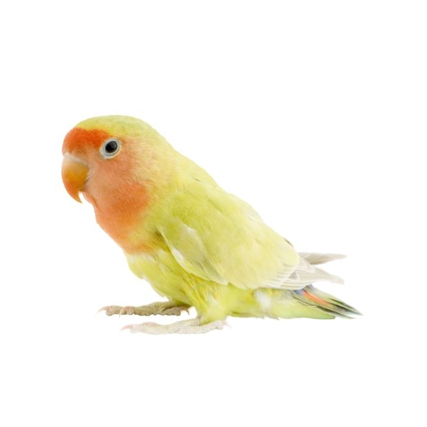 bird 1.jpg