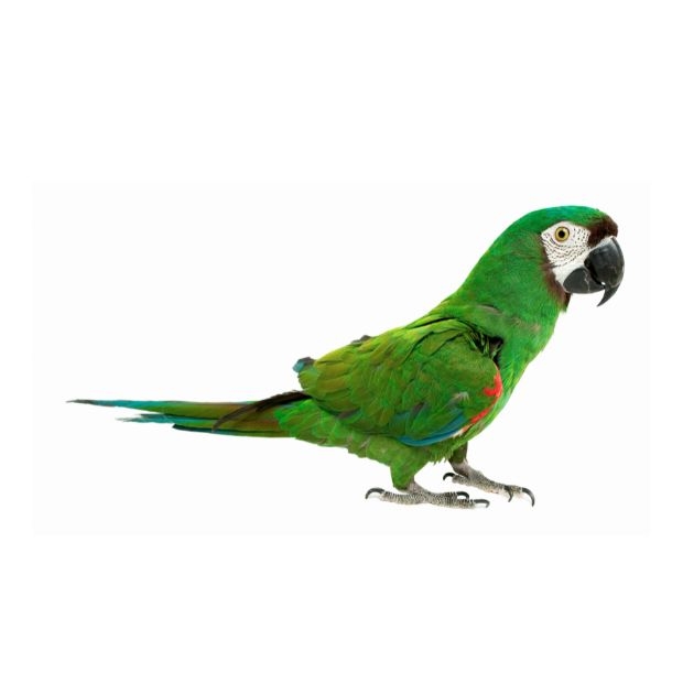 bird 3.jpg