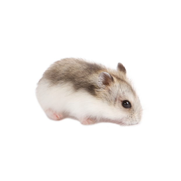 Happy Hamster _2_.png