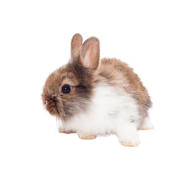 rabbit.jpg