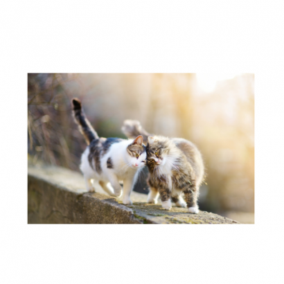 Pet Best Cat Spray image _1_.png