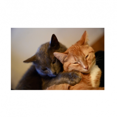 Pet Best Cat Spray image _2_.png