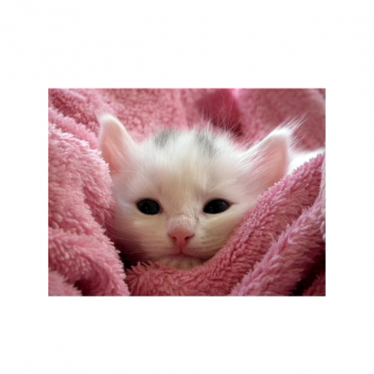 Pet Best Cat Spray image _3_.png
