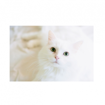 Pet Best Cat Spray image _4_.png