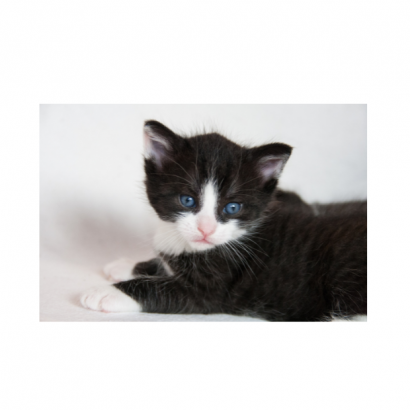 Pet Best Cat Spray image _5_.png