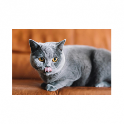 Pet Best Cat Spray image _6_.png