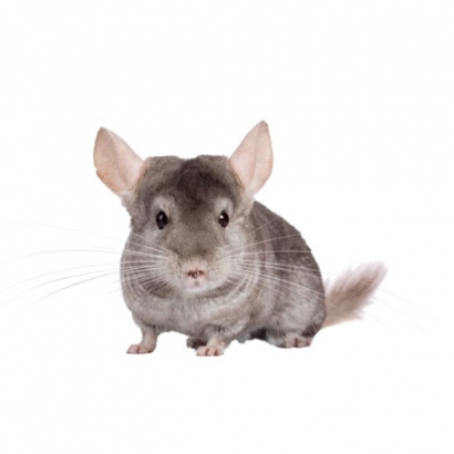 Chinchilla.jpg