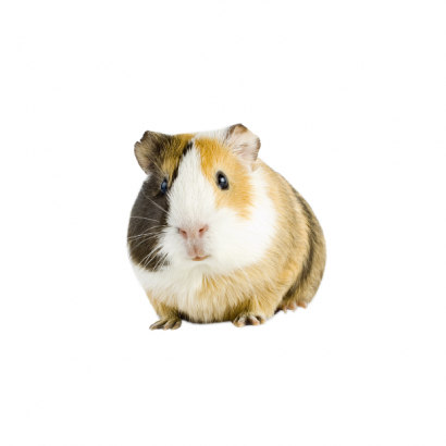 Happy Hamster _3_.png
