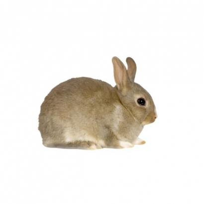 rabbit _2_.jpg