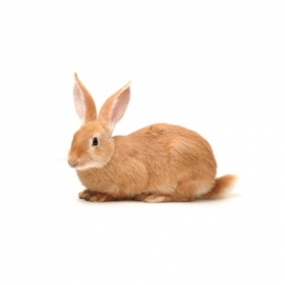 rabbit.jpg rabbit.jpg