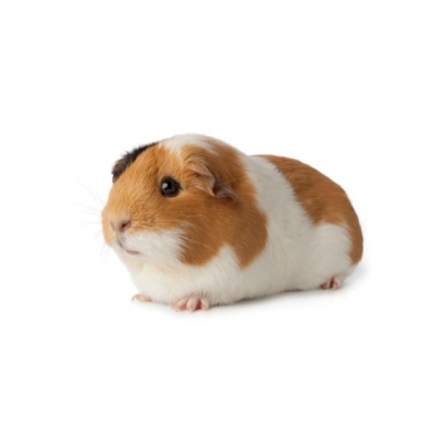 天竺鼠.jpg 天竺鼠.jpg