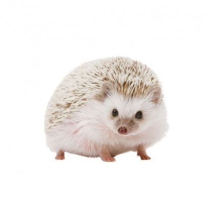 hedgehog.jpg hedgehog.jpg