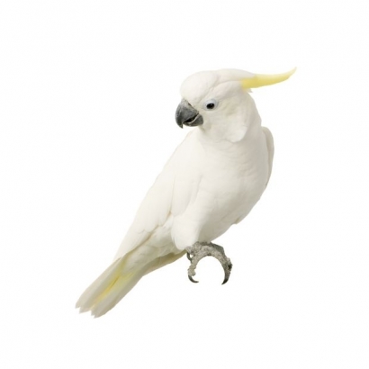 bird _2_.jpg bird _2_.jpg