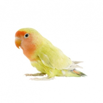 bird 1.jpg