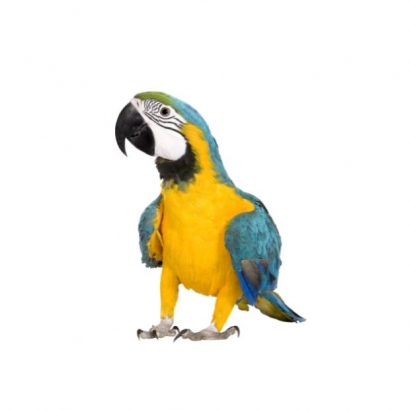 bird 2.jpg