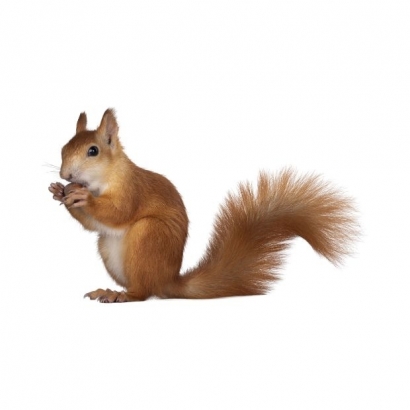 squirrel.jpg