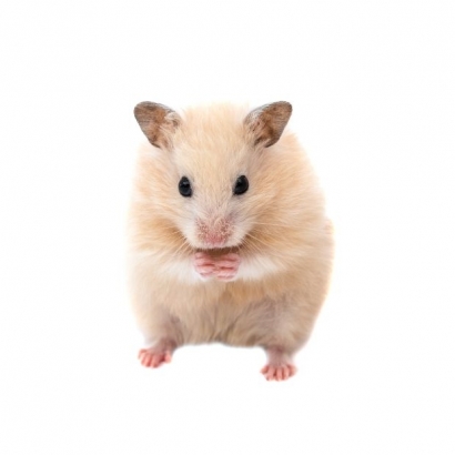 rat.jpg