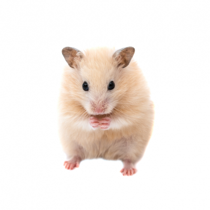 hamster.png hamster.png